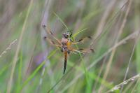 Libellula quadrimaculata