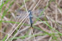 Leucorrhinia albifrons