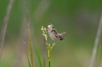 Leucorrhinia albifrons