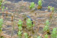 Anax imperator
