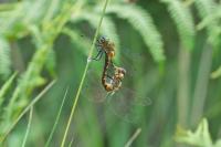 Somatochlora flavomaculata