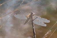 Libellula quadrimaculata