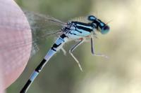 Coenagrion scitulum