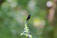 Calopteryx virgo