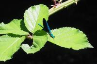 Calopteryx virgo meridionalis