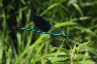 Calopteryx xanthostoma