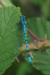 Coenagrion puella