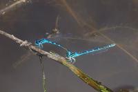 Coenagrion scitulum