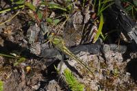 Gomphus pulchellus