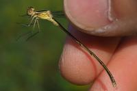 Lestes barbarus