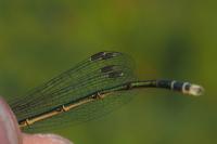 Lestes barbarus