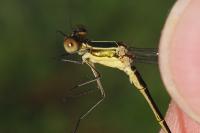 Lestes barbarus