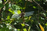 Libellula depressa