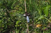 Libellula depressa