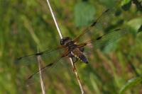 Libellula quadrimaculata