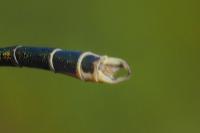 Lestes barbarus