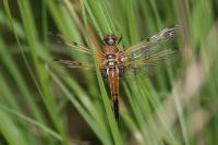 Libellula quadrimaculata
