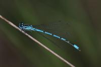 Coenagrion puella