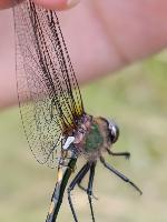 Oxygastra curtisii