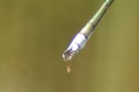 Lestes sponsa