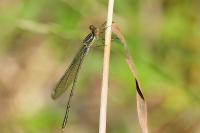 Chalcolestes viridis