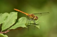 Sympetrum sanguineum