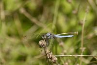 Orthetrum brunneum