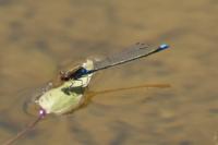 Erythromma viridulum