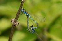 Coenagrion scitulum