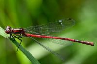 Pyrrhosoma nymphula