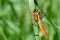 Crocothemis erythraea