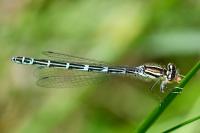 Coenagrion scitulum