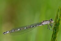 Enallagma cyathigerum