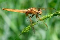 Crocothemis erythraea
