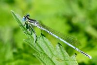 Platycnemis acutipennis
