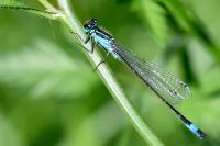 Ischnura elegans