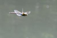 Anax imperator