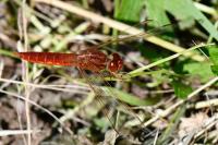 Crocothemis erythraea