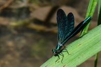 Calopteryx virgo