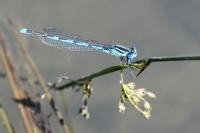 Erythromma lindenii