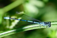Coenagrion puella