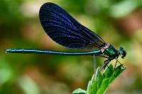 Calopteryx virgo