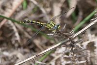 Onychogomphus uncatus