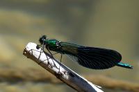 Calopteryx xanthostoma