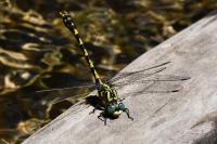 Onychogomphus uncatus