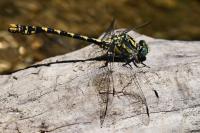 Onychogomphus uncatus