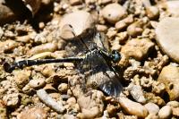 Gomphus vulgatissimus
