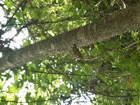 Macromia splendens