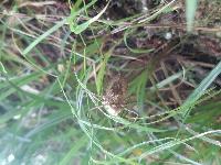 Macromia splendens