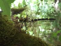 Macromia splendens